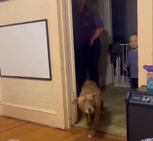 Радостное возвращение собаки после 5 месяцев