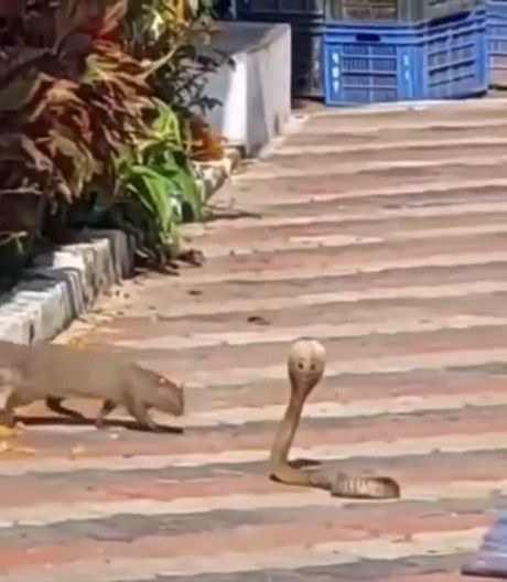 Рикки Тикки Тави