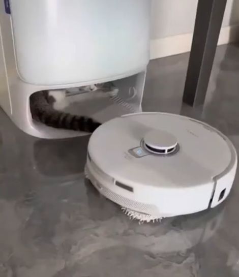 Робот-пылесос не смог вернуться на базу, потому что теперь это база кота