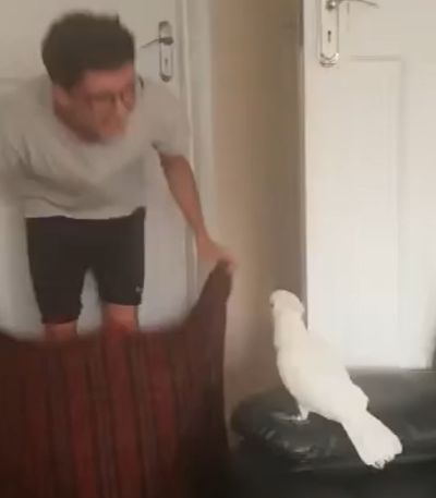 Психологическая травма у птички⁠⁠