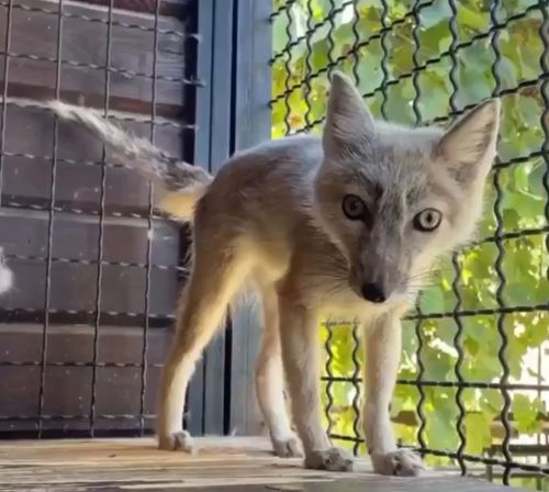 Тибетская лиса почти как котик)⁠