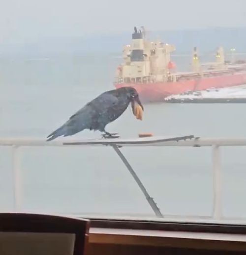 Нам нужно больше печенья⁠⁠