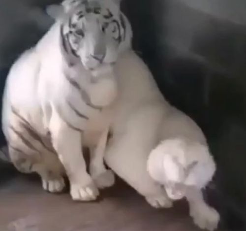 Не бойтесь ее, я уже 15 лет с ней живу⁠⁠