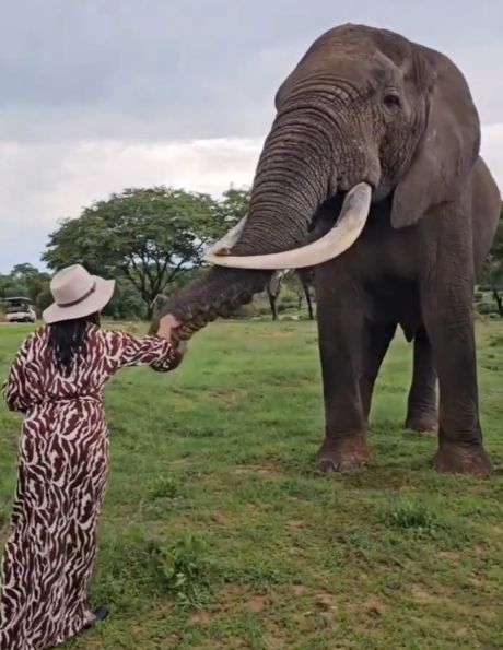 Оказывается, слоны умеют шутить⁠⁠