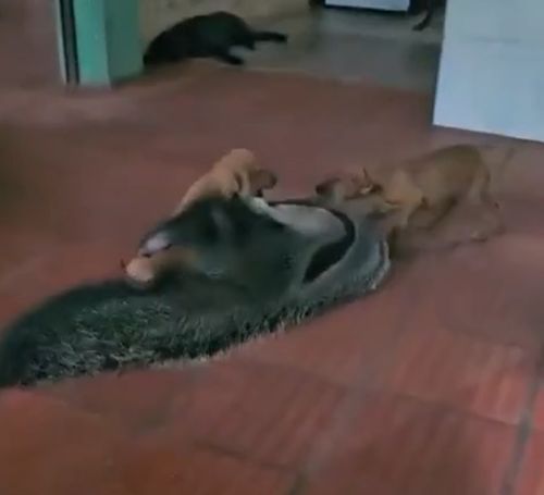 Гигантский муравьед играет с щенками⁠⁠