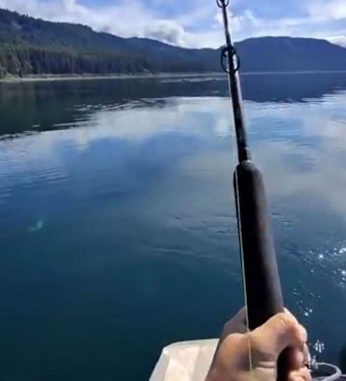 Рыбачок на озере всех родственников вспомнил, когда на него напала куча косаток