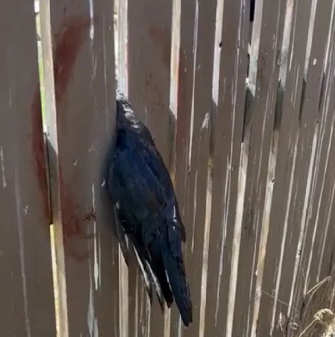 Освобождение застрявшей вороны… с помощью лома