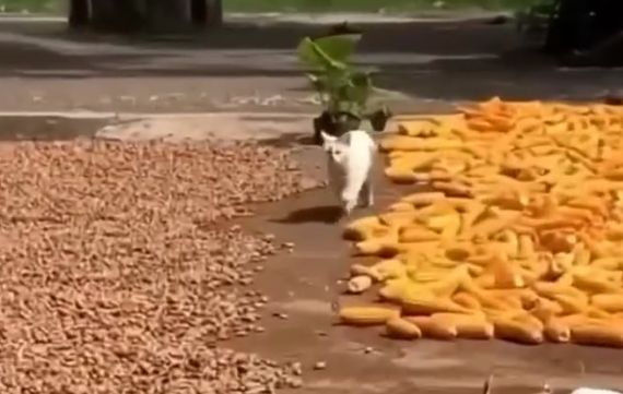 Профессиональный охранник и стажер⁠⁠