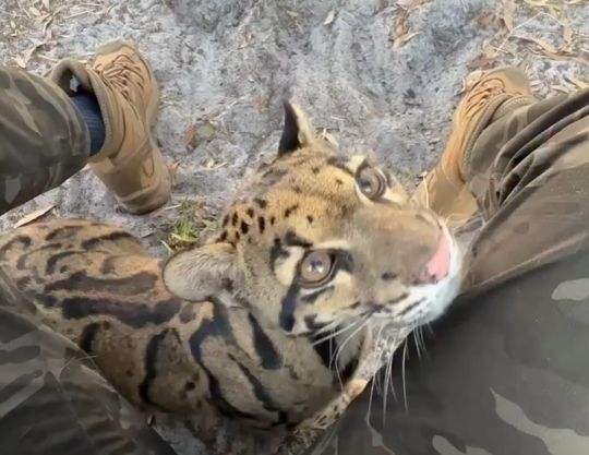 "Мраморная кошка"? любит обнимашки⁠⁠