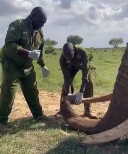 В Кении произошел крайне редкий случай