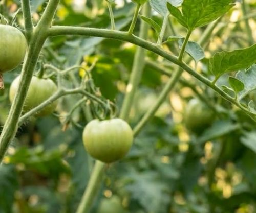 Новый вид гусеницы