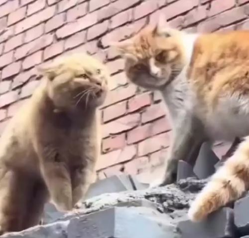 Заступился за своего кота на стрелке с гопниками