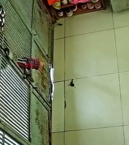 Полезный котик