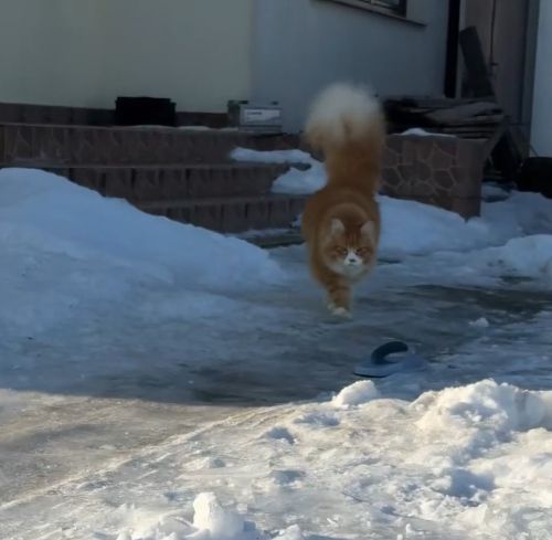 Амбассадор шикарных хвостов