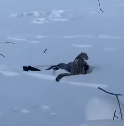 Снежный барс напал на лыжницу в Китае: цена опасного селфи