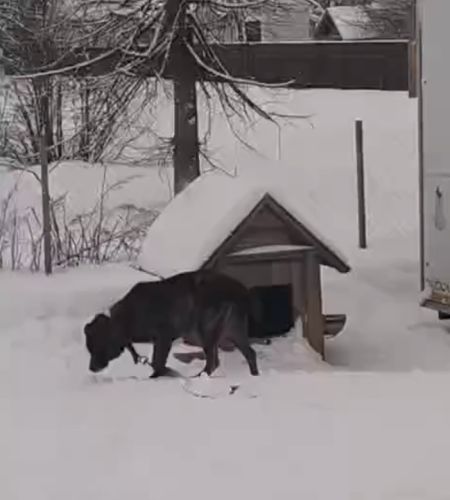 Лишили жилья пёселя