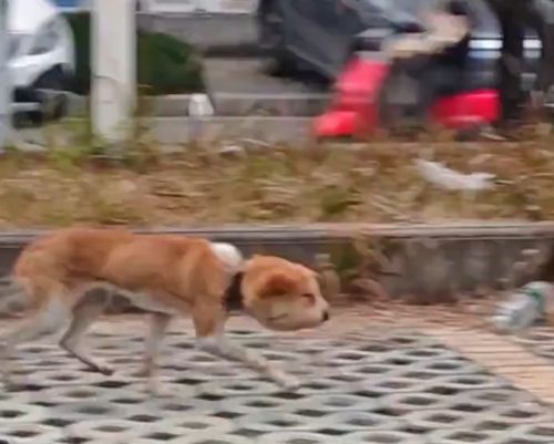 Спасение собакена