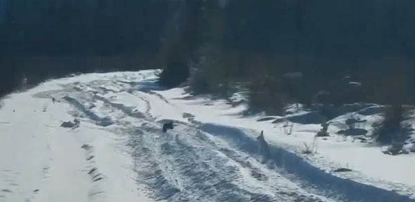 Хитрый заяц против соболя: уникальные кадры погони в Джилинском заказнике Забайкалья