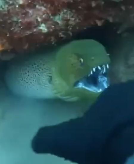 Кровожадная скотина!