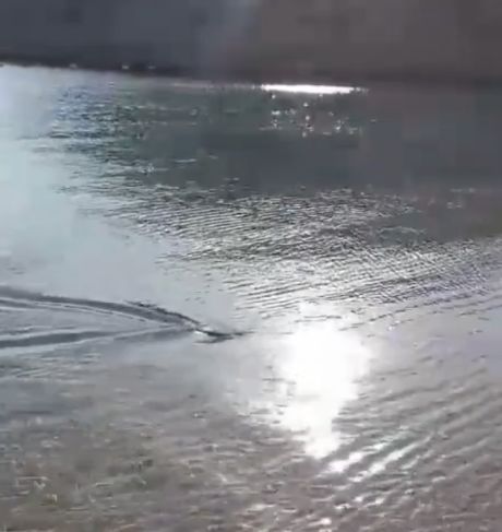 В Хургаде закрыли пять популярных отелей из-за появления акул у берега