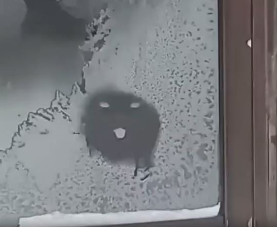 Любопытный кот размораживает окно языком