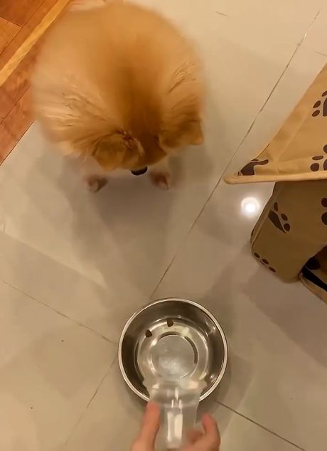 Посади собаку на диету