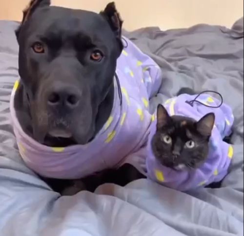 Когда пес пожил с котом⁠⁠