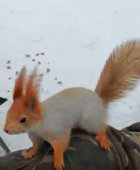 Шишка или орех?