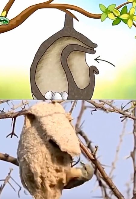 Как некоторые птицы строят гнезда, чтобы защитить свое потомство от хищников