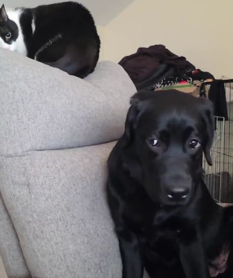 Очередная жертва домашнего Василия