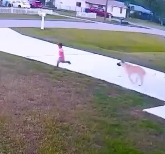 Немецкая овчарка спасла 6-летнего ребенка от нападения соседской собаки во Флориде