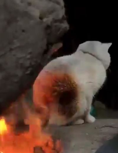Кошки не боятся огня