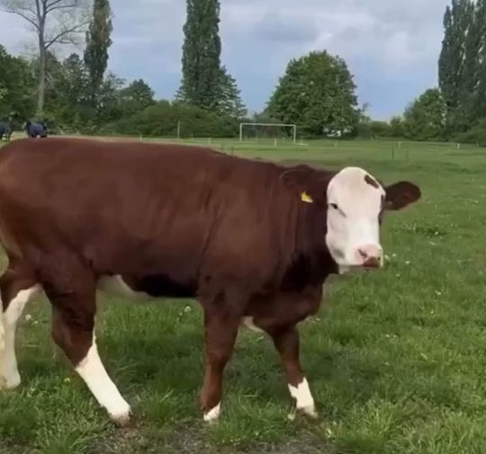 Забавные коровки⁠⁠