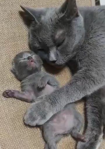 Кошки-мамы и их потомство