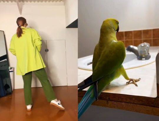 Танец зелёного попугая