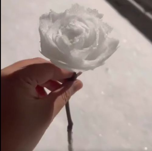 Роза из снега