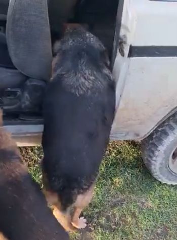 Кажется Николаичу надо похудеть