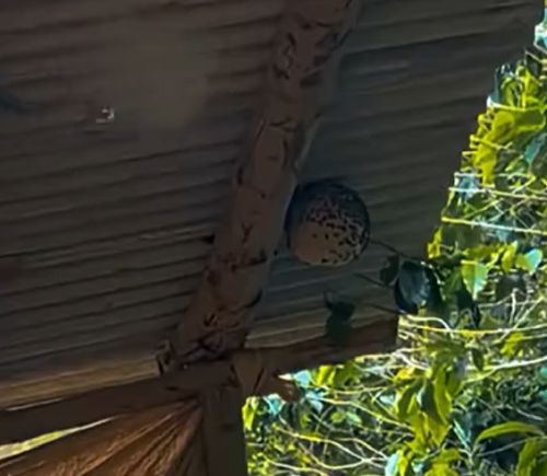 Осы, петарда, кривой шланг