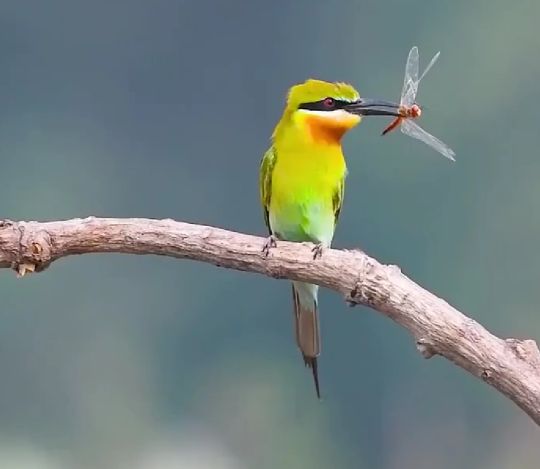 Птица с низкой социальной ответственностью