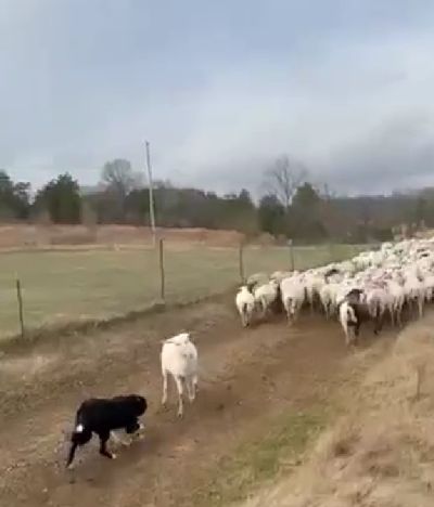 Бордер-колли и овцы