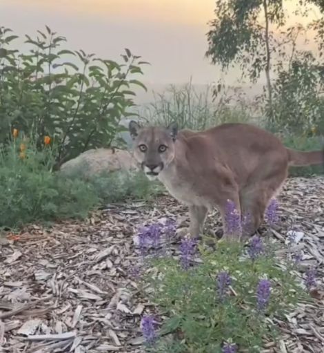 Ледяной взгляд пумы