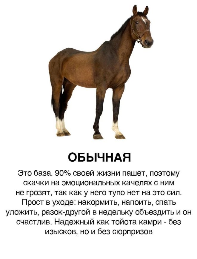 В сети составили классификацию парней и девушек в виде лошадей