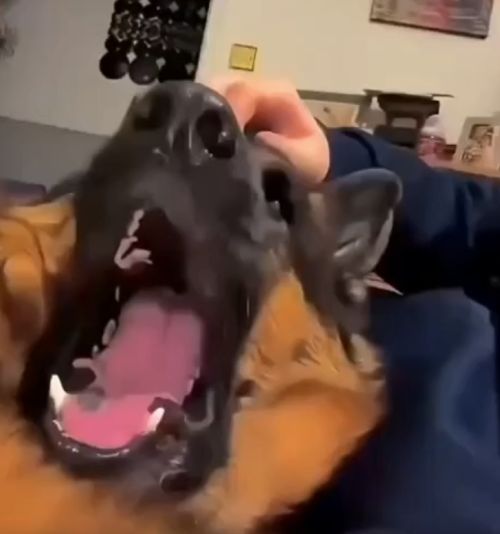 Когда перестал гладить собаку