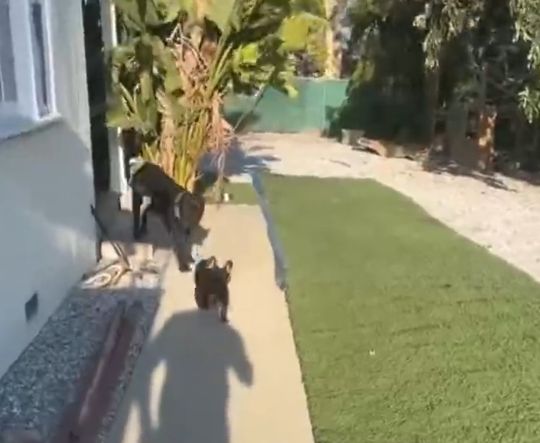 Привел новых друзей