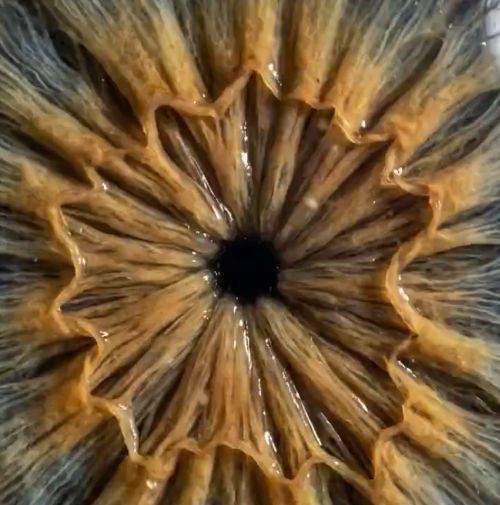 Тайная механика твоих глаз