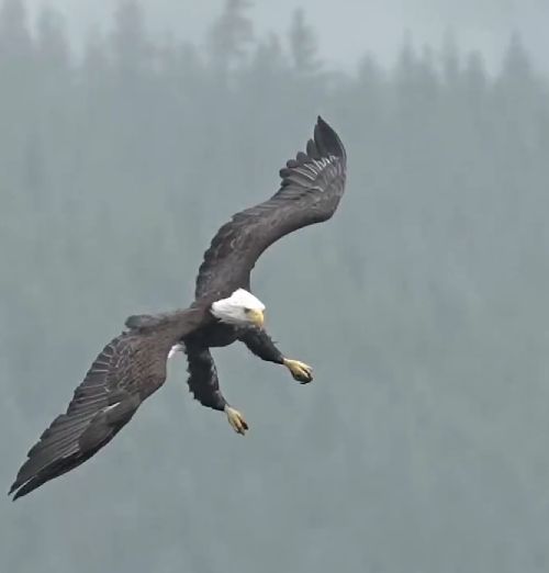 Почему орел считается самой эффективной машиной для ловли рыбы