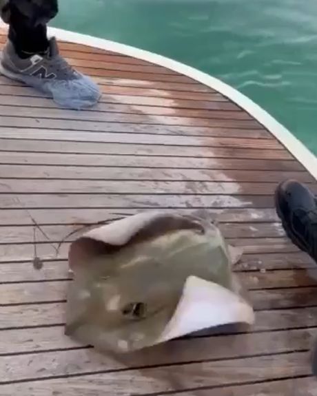 Опасный маленький скат