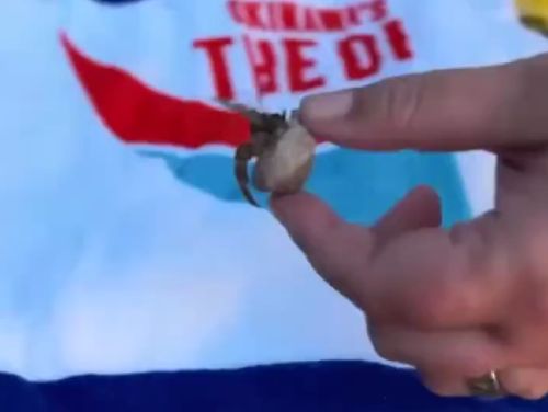 Туристы подарили раку новый дом