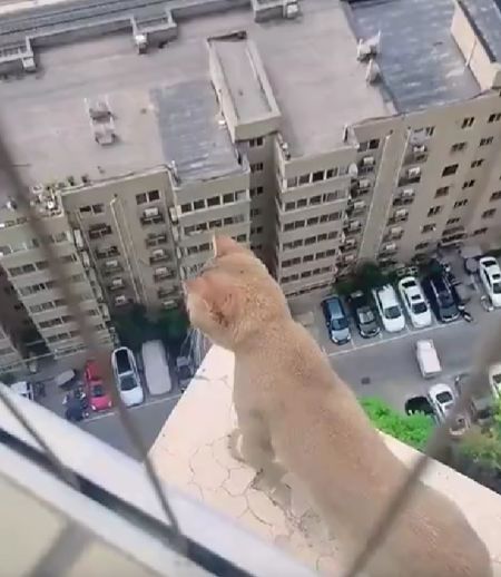 Профессионально умеет трепать нервы