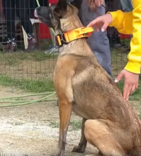 Бельгийская овчарка малинуа⁠⁠